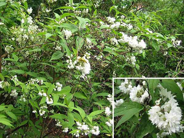 Deutzia hybrida Trojpuk zvrhlý 'Contraste' /Trojpuk zvrhlý/