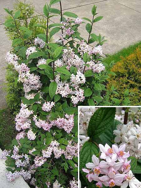 Deutzia x magnifica  /Trojpuk skvělý/