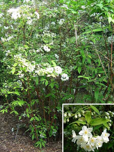 Deutzia x magnifica 'Latifolia' /Trojpuk skvělý/