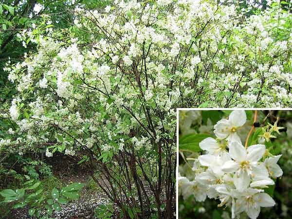 Deutzia x magnifica 'Latifolia' /Trojpuk skvělý/