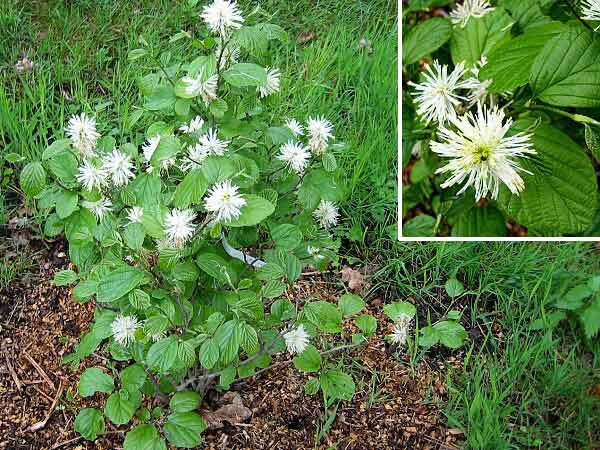 Fothergilla major  /Český název nezjištěn/