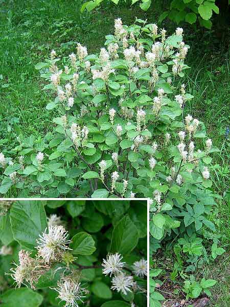 Fothergilla major  /Český název nezjištěn/