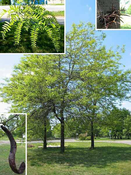 Gleditsia triacanthos  /Dřezovec trojtrnný/