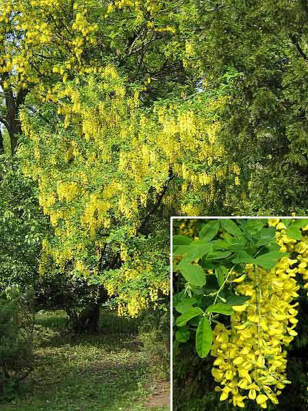 Laburnum anagyroides  /Štědřenec obecný (odvislý)/