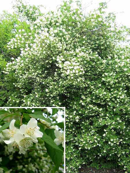 Philadelphus coronarius  /Pustoryl věncový/