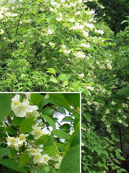 Philadelphus x cymosus 'Velléda' /Pustoryl vrcholičnatý/