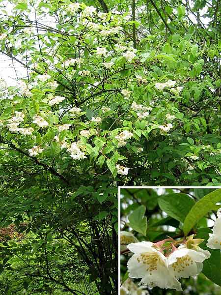 Philadelphus subcanus var. magdalenae  /Pustoryl našedlý/