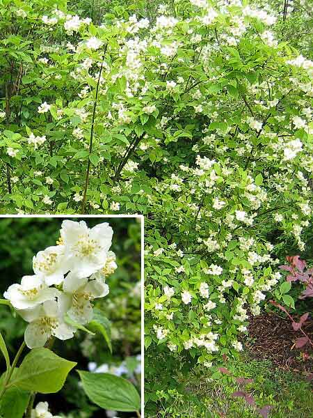 Philadelphus x virginalis 'Albatre' /Pustoryl panenský/