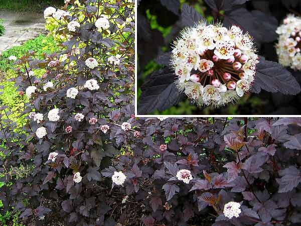 Physocarpus opulifolius 'Diabolo' /Tavola kalinolistá/