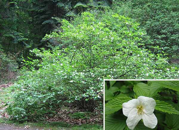 Rhodotypos scandens  /Růžovec zákulovitý/