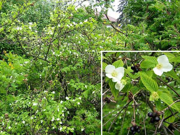 Rhodotypos scandens  /Růžovec zákulovitý/