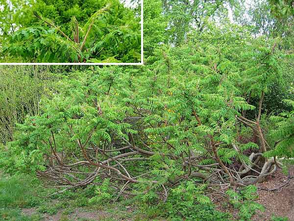 Rhus typhina 'Disecta' /Škumpa orobincová (ocetná)/