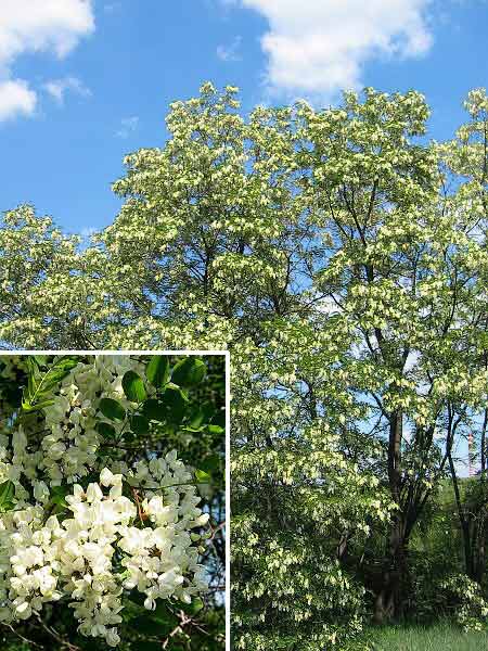 Robinia pseudoacacia  /Akát bílý (trnovník)/