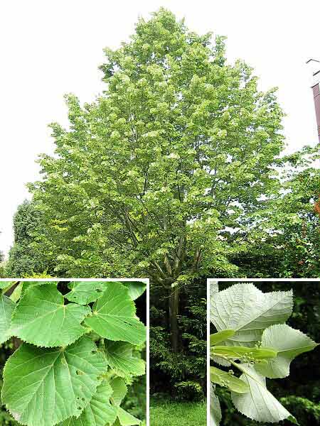 Tilia tomentosa  /Lípa plstnatá (stříbrná)/