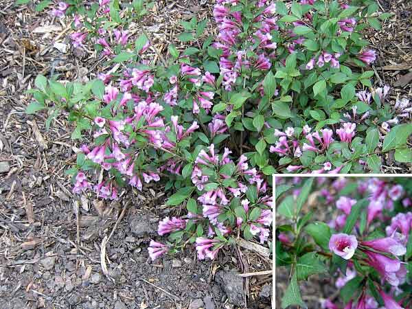 Weigela florida 'Purpurea' /Vajgelie květnatá/