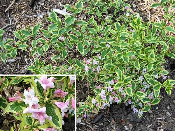 Weigela florida 'Variegata' /Vajgelie květnatá/