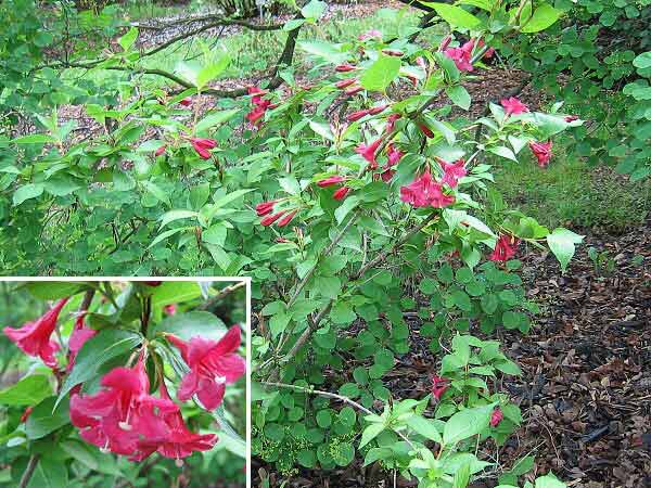 Weigela hybrida 'Eva Radhke' /Vajgelie křížená/