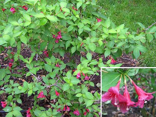 Weigela hybrida 'Newport Red' /Vajgelie křížená/