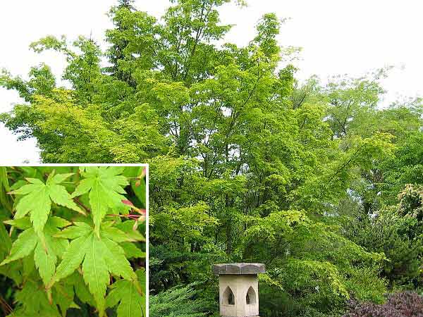 Acer palmatum  /Javor dlanitolistý/