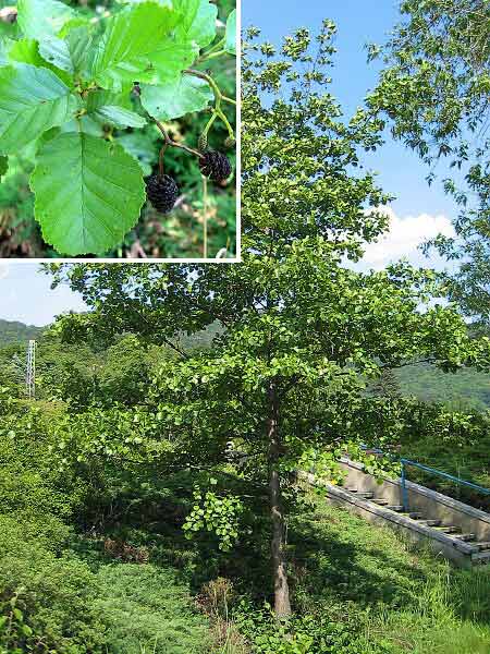 Alnus glutinosa /Olše lepkavá/