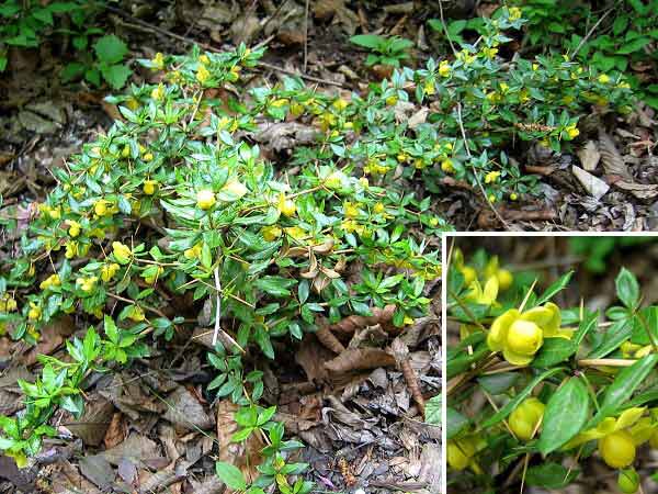 Berberis frikartii 'Amstelveen' /Dřišťál Frikartův/