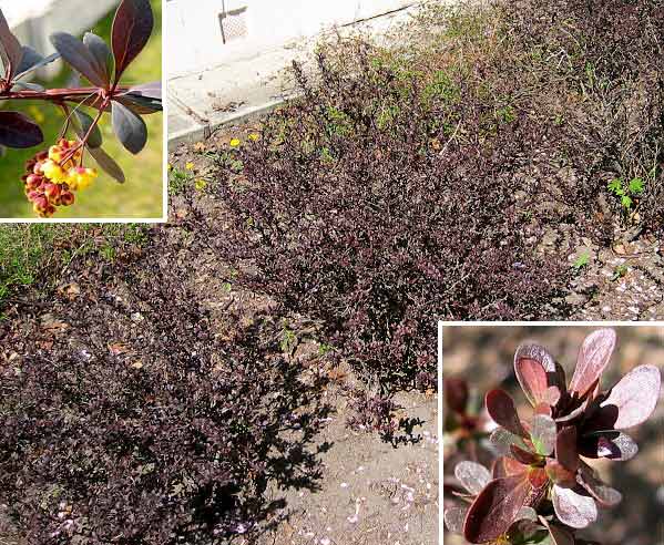 Berberis thunbergii 'Atropurpurea Nana' /Dřišťál Thunbergův/