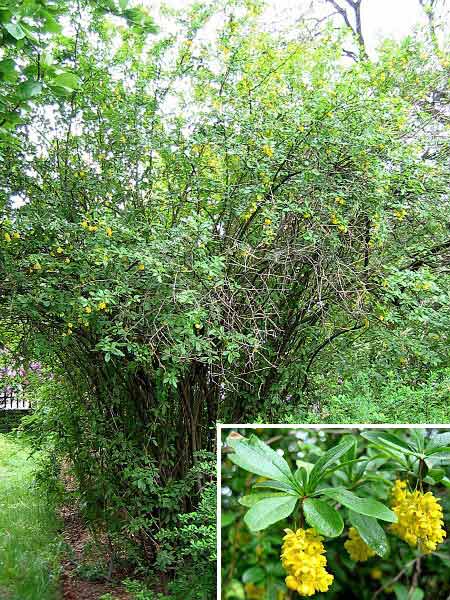 Berberis vulgaris  /Dřišťál obecný/