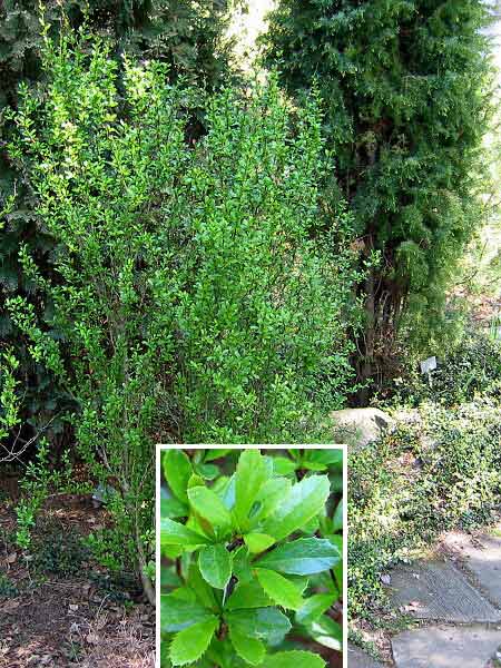 Berberis vernae  /Dřišťál Vernin/