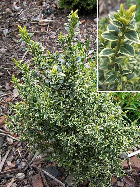 Buxus sempervirens 'Elegans' /Zimostráz obecný/