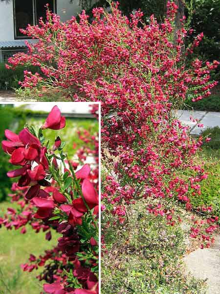 Cytisus scoparius 'Rote Favorit' /Čilimník - janovec metlatý/