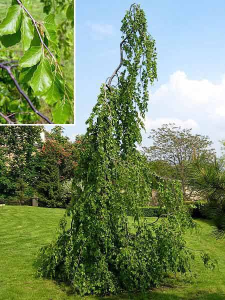 Fagus sylvatica 'Pendula' /Buk lesní/