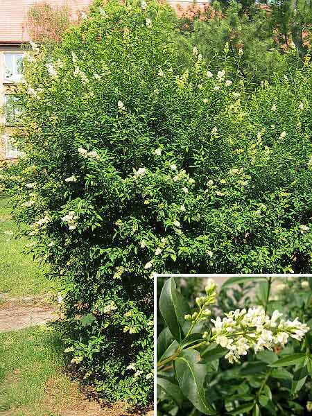 Ligustrum vulgare  /Ptačí zob obecný/