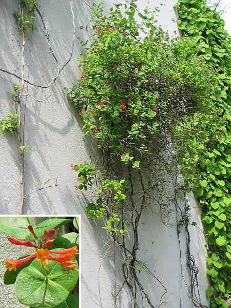 Lonicera x brownií 'Fuchsioides' /Zimolez Brownův/