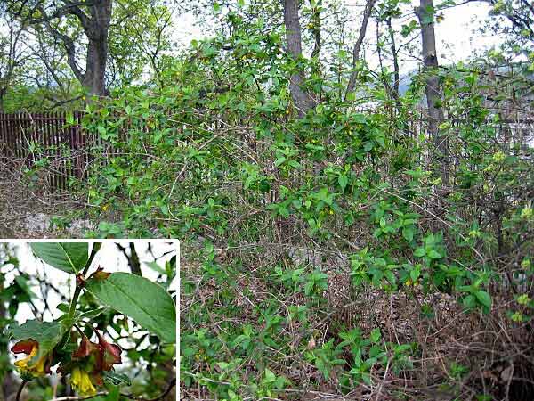 Lonicera involucrata  /Zimolez zákrovnatý/