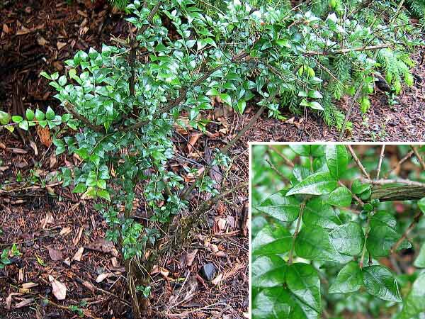 Lonicera nitida 'Red Tips' /Zimolez lesklý/