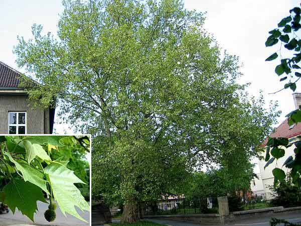 Platanus x acerifolia /Platan javorolistý/