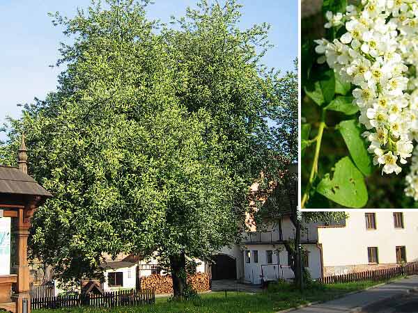 Prunus padus  /Střemcha evropská - obecná /