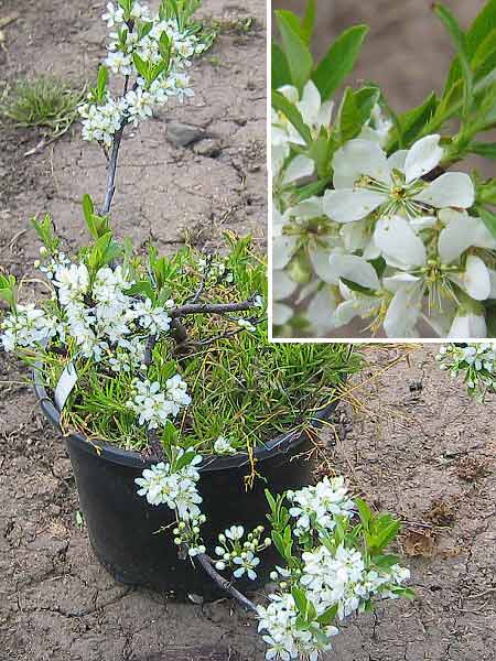 Prunus prostrata var. adpressa  /Višeň položená/