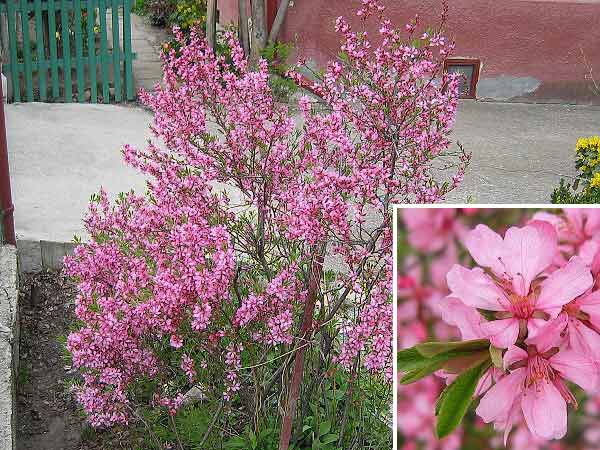 Prunus tenlla  /Mandloň nízká/