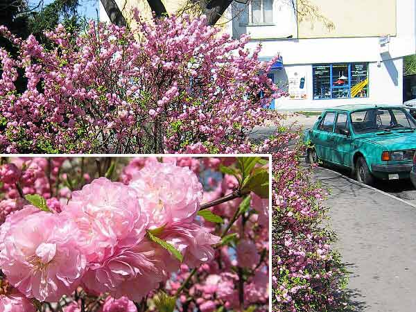 Prunus triloba  /Mandloň trojlaločná/