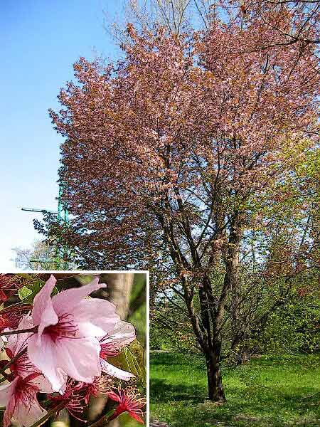 Prunus sargentii  /Slívoň Sargentova/