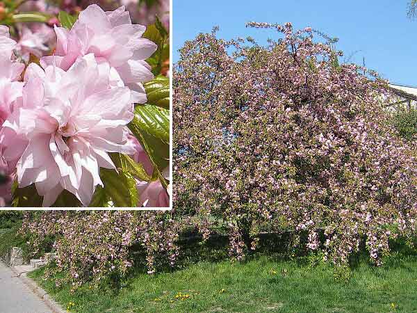 Prunus serrulata 'Kiku - Shidare' /Višeň pilovitá (sakura)/