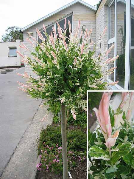 Salix integra 'Hakuro Nashiki' /Vrba celolistá/