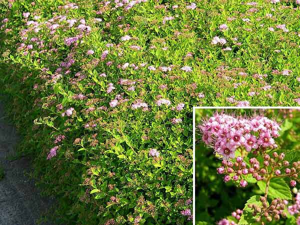 Spiraea x bumalda  /Tavolník nízký/