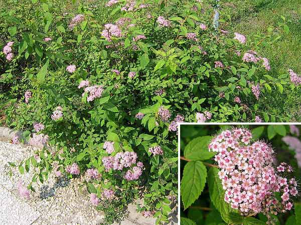 Spiraea x bumalda  /Tavolník nízký/