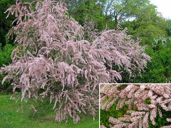 Tamarix parviflora  /Tamaryšek drobnokvětý/