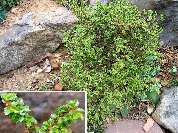 Ulmus davidii 'Pygmaea' /Jilm (cs název nezjištěn)/