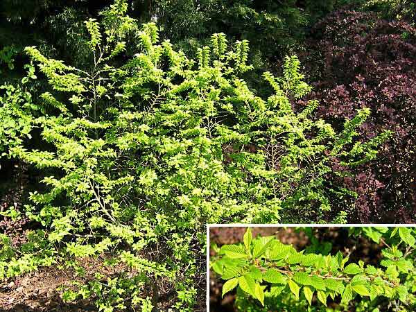 Ulmus elegantissima 'Jacqueline Hiliier' /Jilm (cs název nezjištěn)/