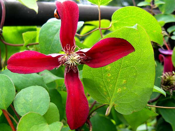 Clematis alpina 'Gravetye Beauty' /Plamének alpský/