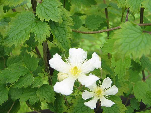 Clematis fargesii  /Plamének Fargesův /